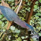 Green heron at Celery Fields, Sarasota 