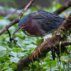 Green Heron (Butorides virescens)