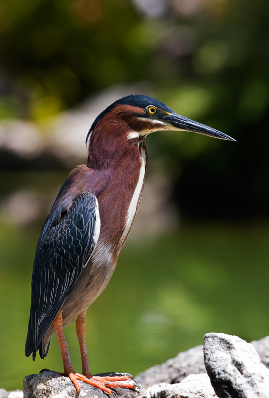 Green heron