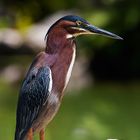 Green heron