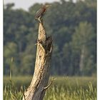 Green Heron