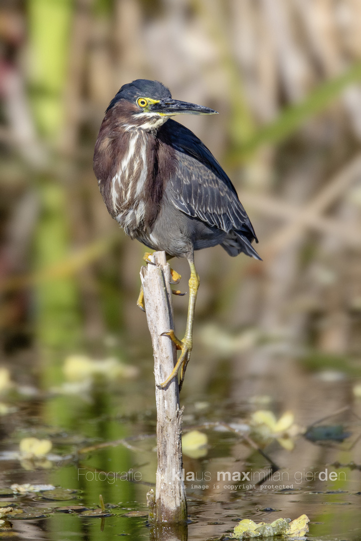 Green Heron / Grünreiher /