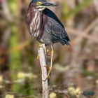 Green Heron / Grünreiher /