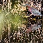 Green Heron - Grünreiher