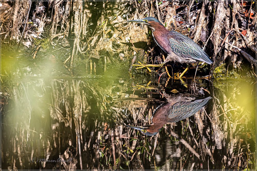 Green Heron - Grünreiher