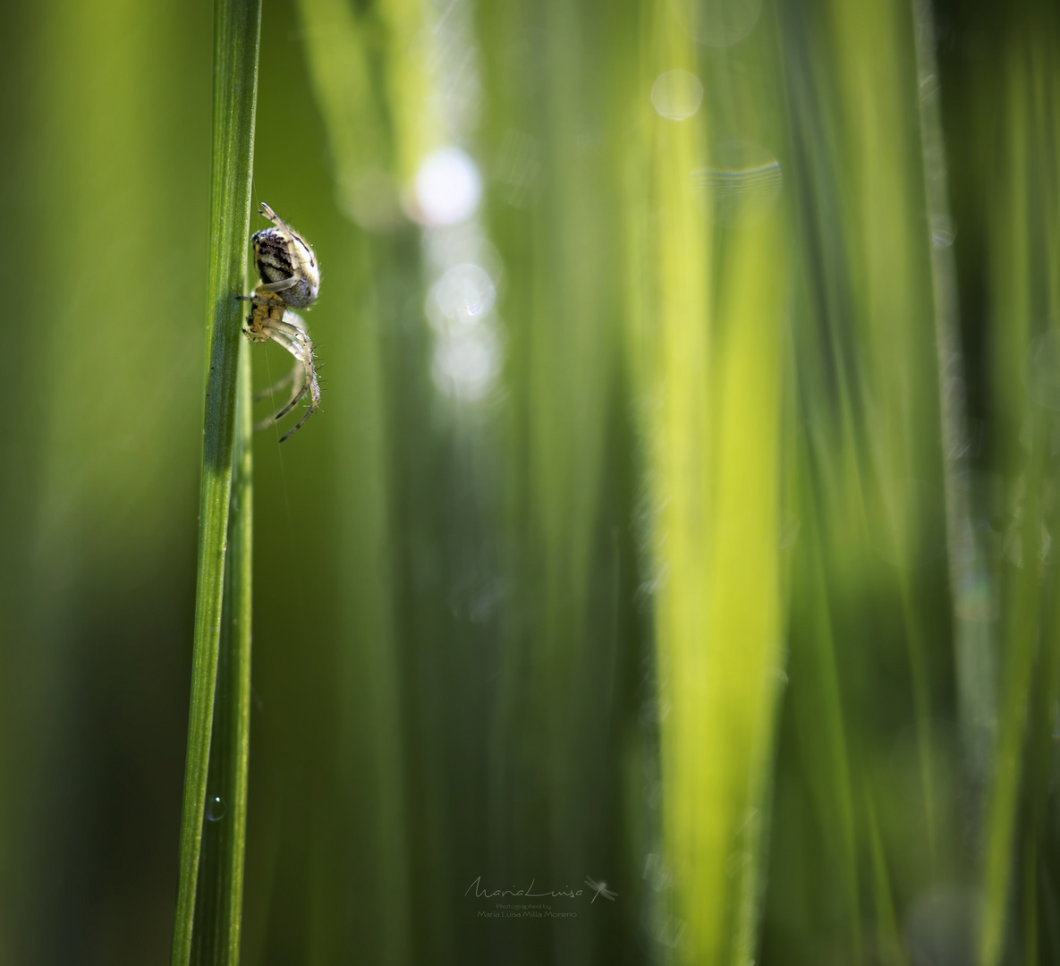 Green home