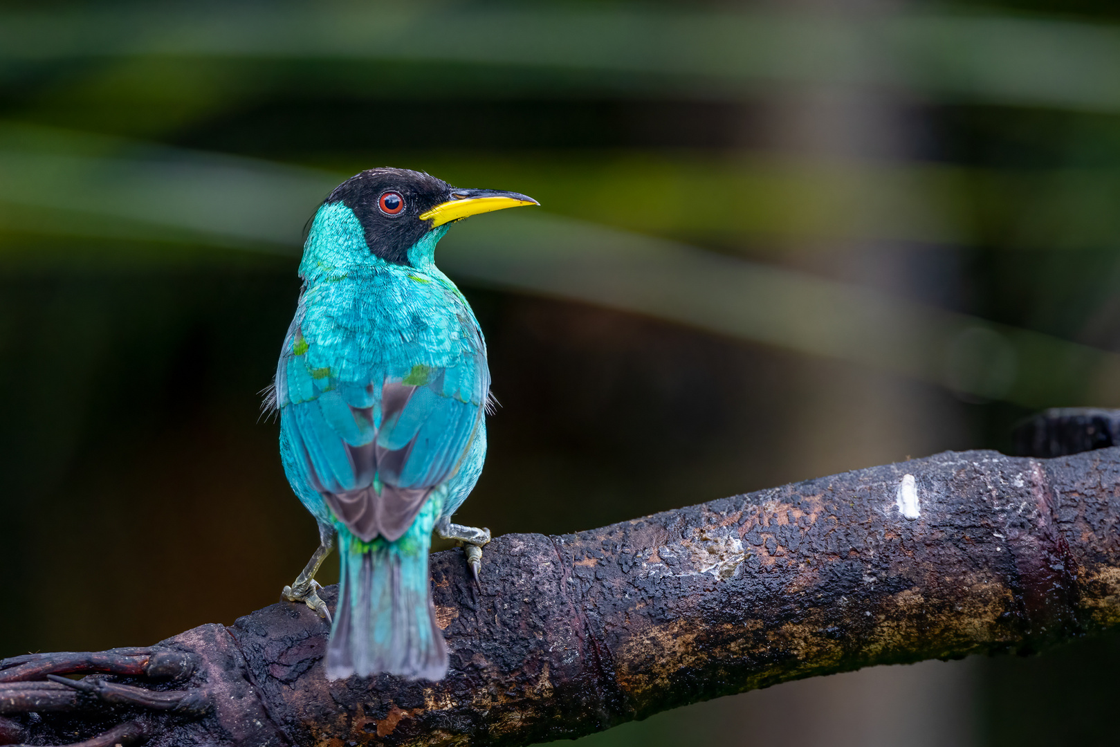 Green Honeycreeper