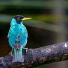 Green Honeycreeper