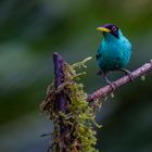 Green Honeycreeper