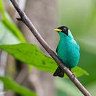 Green Honeycreeper