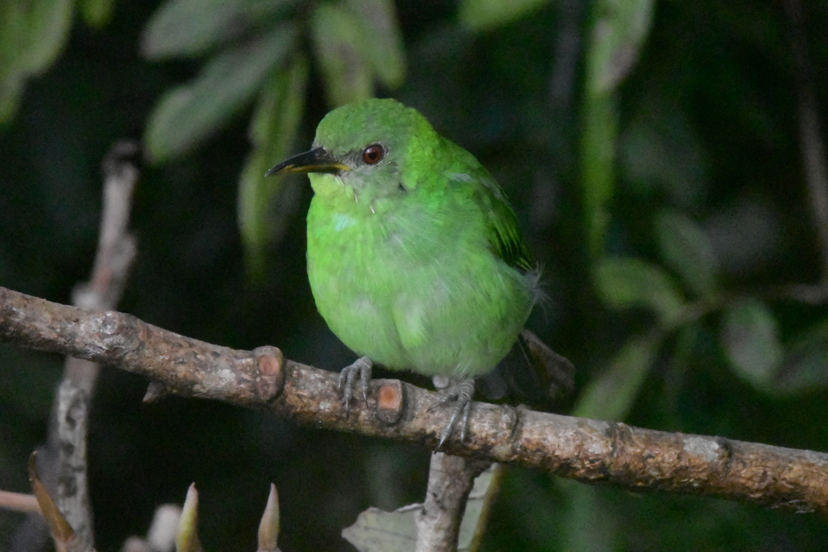 Green honeycreeper