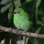 Green honeycreeper