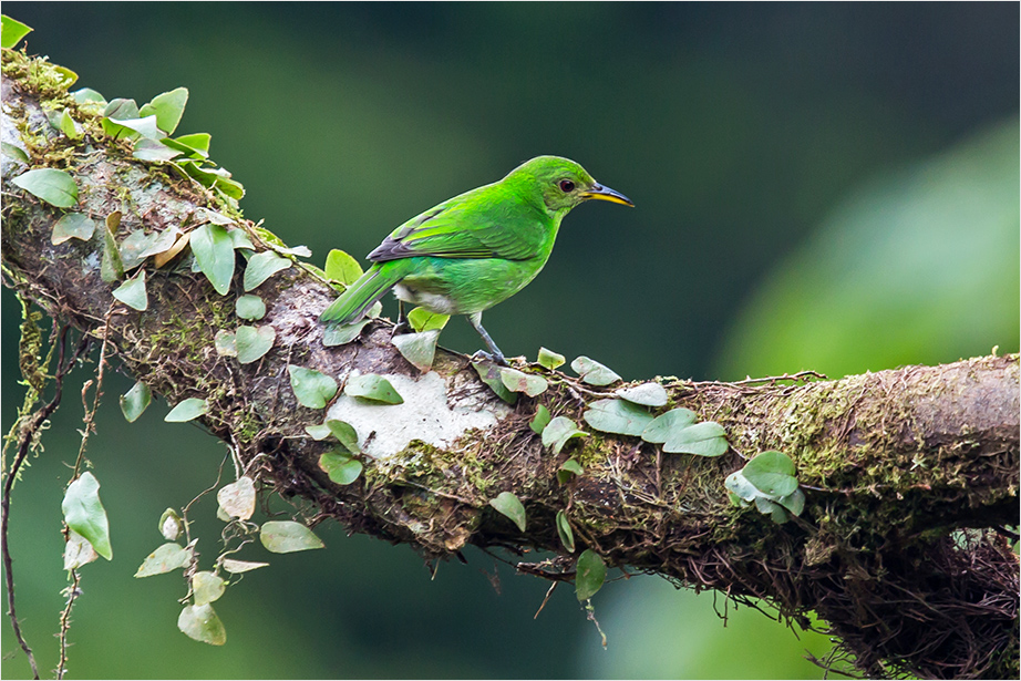 Green Honeycreeper, f.