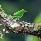 Green Honeycreeper, f.