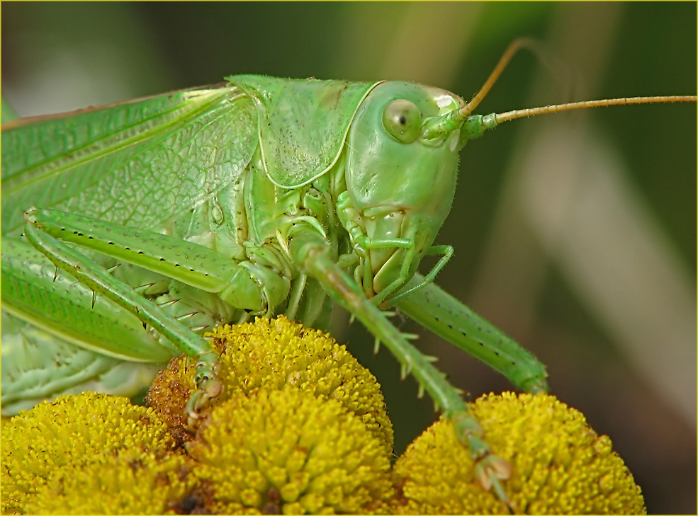 green Hopper