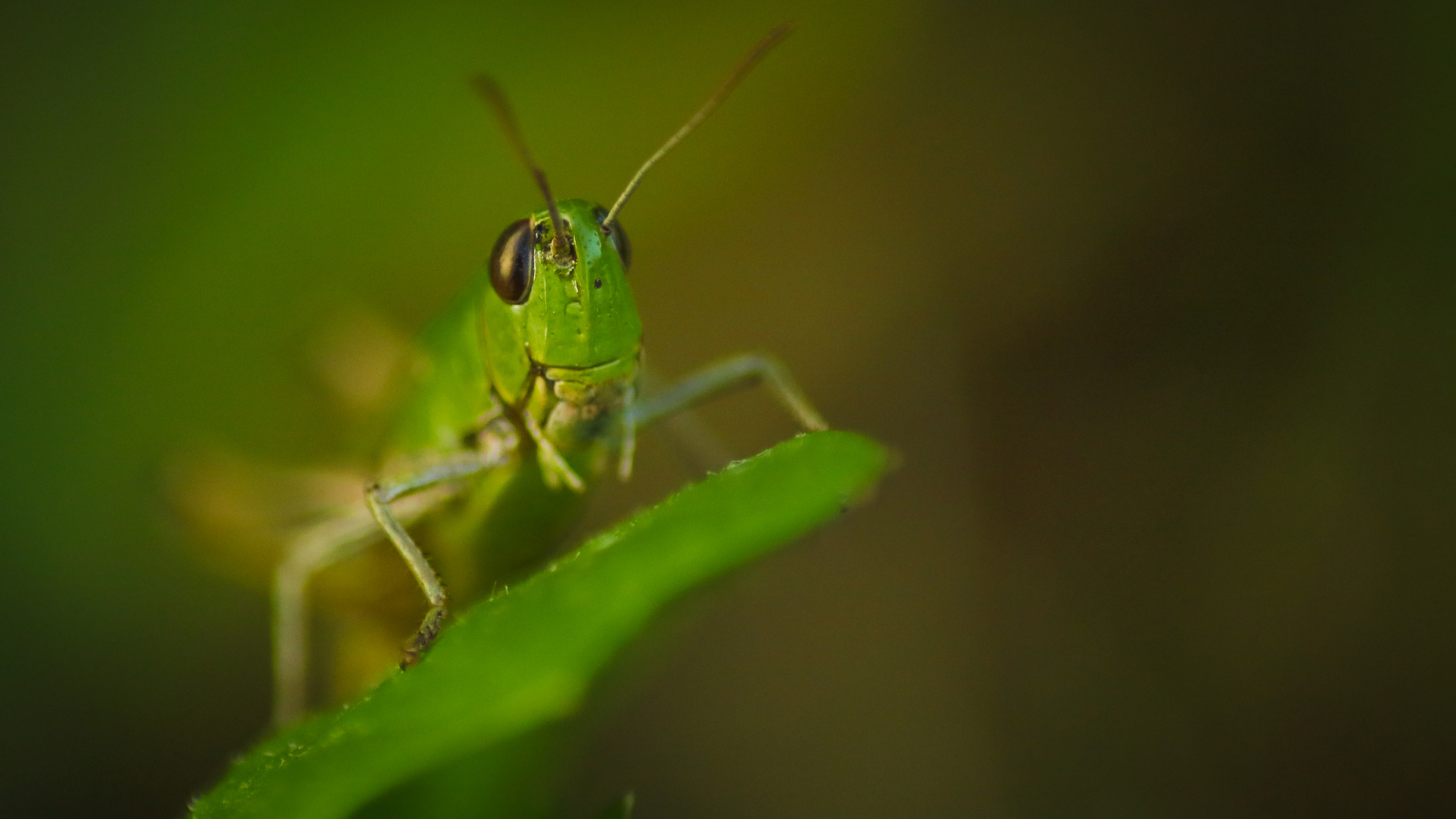 Green Hopper