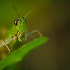 Green Hopper