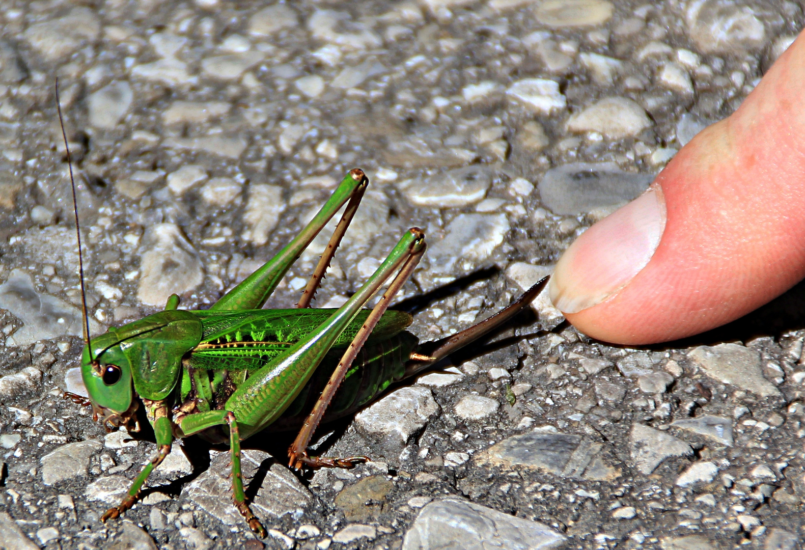 Green Hopper