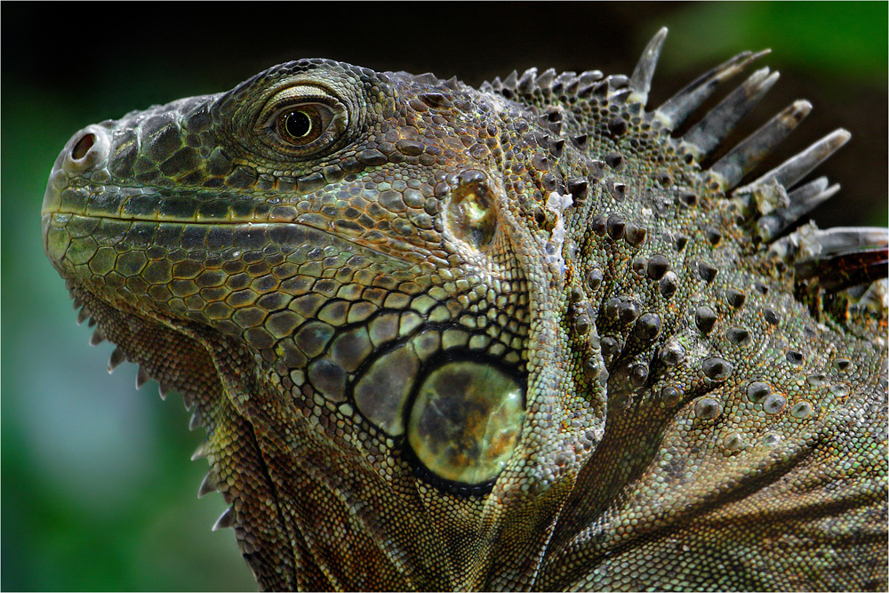 Green Iguana