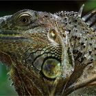 Green Iguana