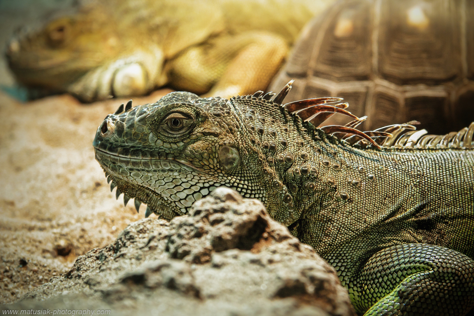 Green iguana