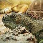 Green iguana