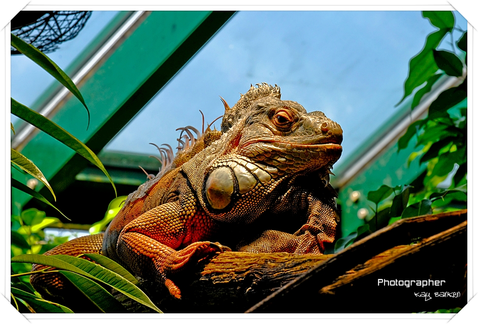 Green Iguana