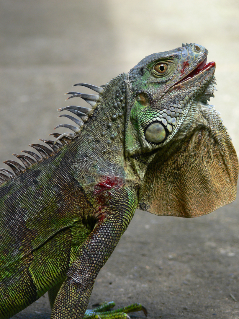 Green Iguana