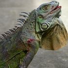 Green Iguana