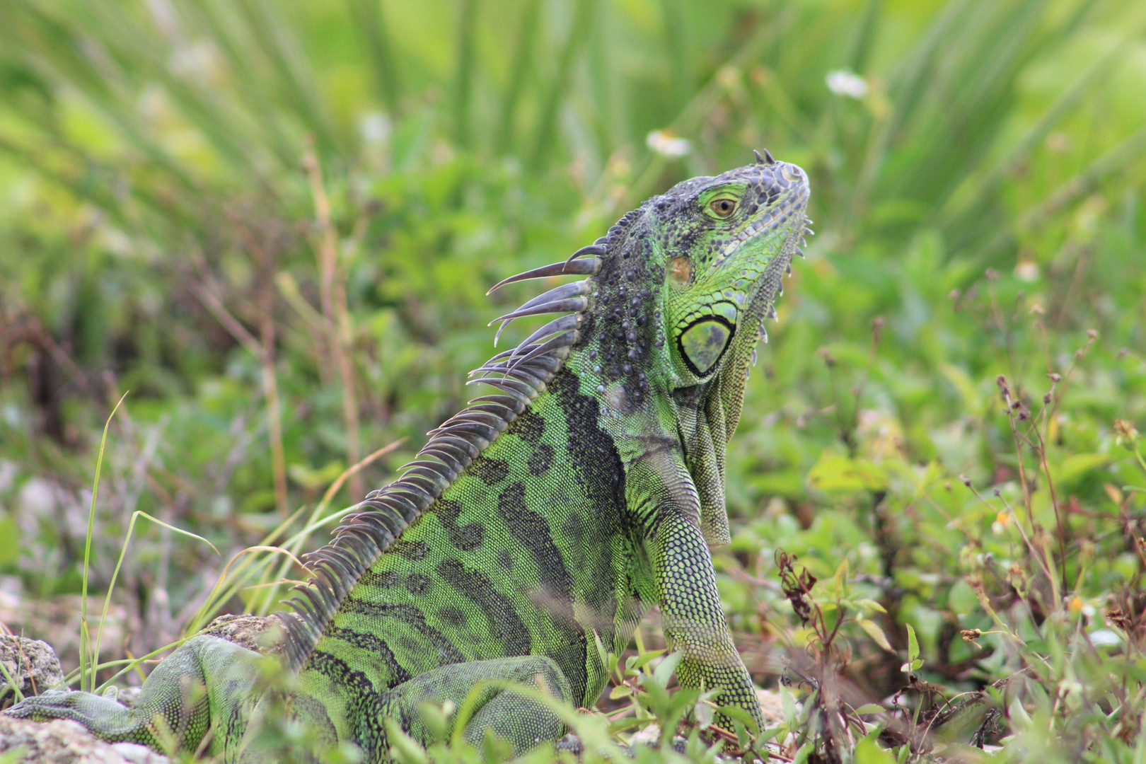 Green Iguana