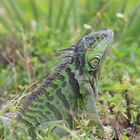 Green Iguana