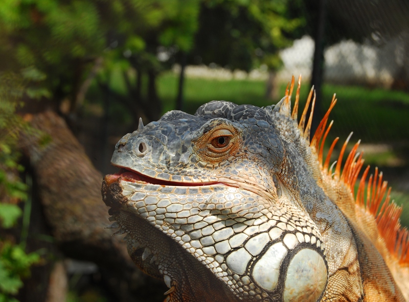 Green Iguana