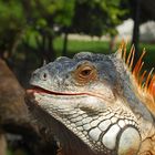 Green Iguana