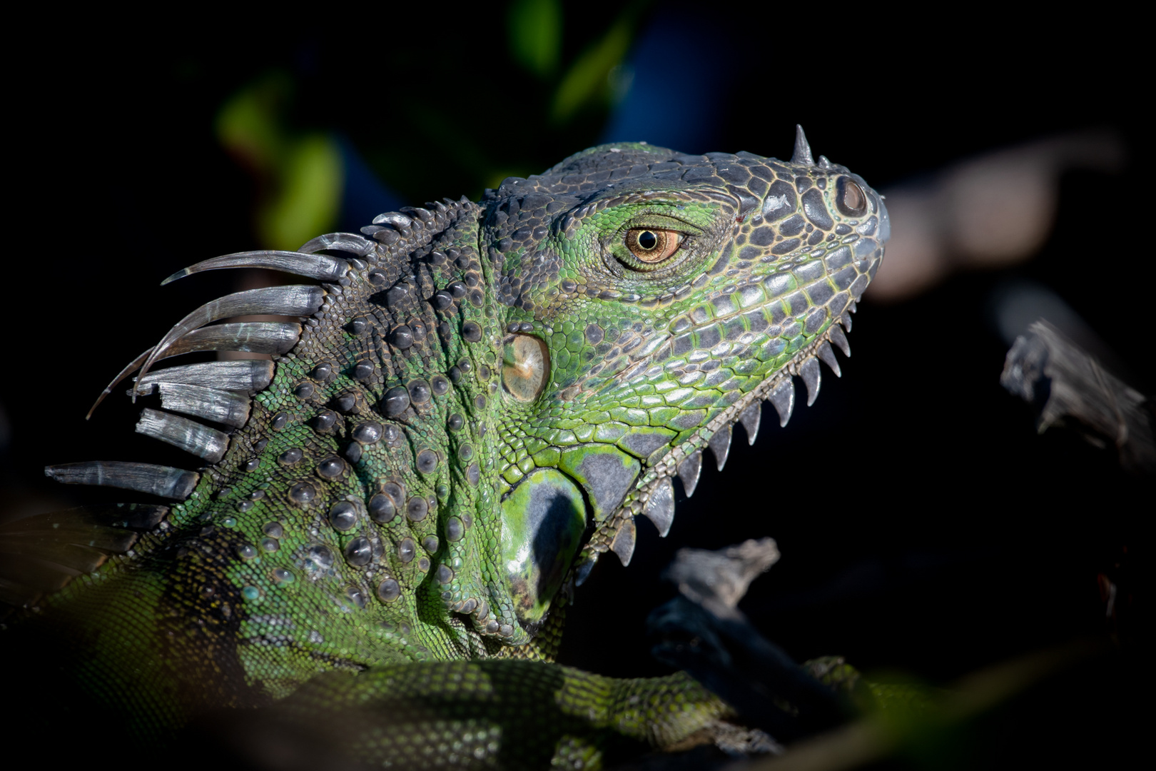 Green Iguana / Grüner Leguan