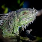 Green Iguana / Grüner Leguan