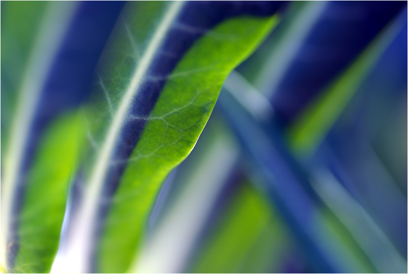 Green in Blue