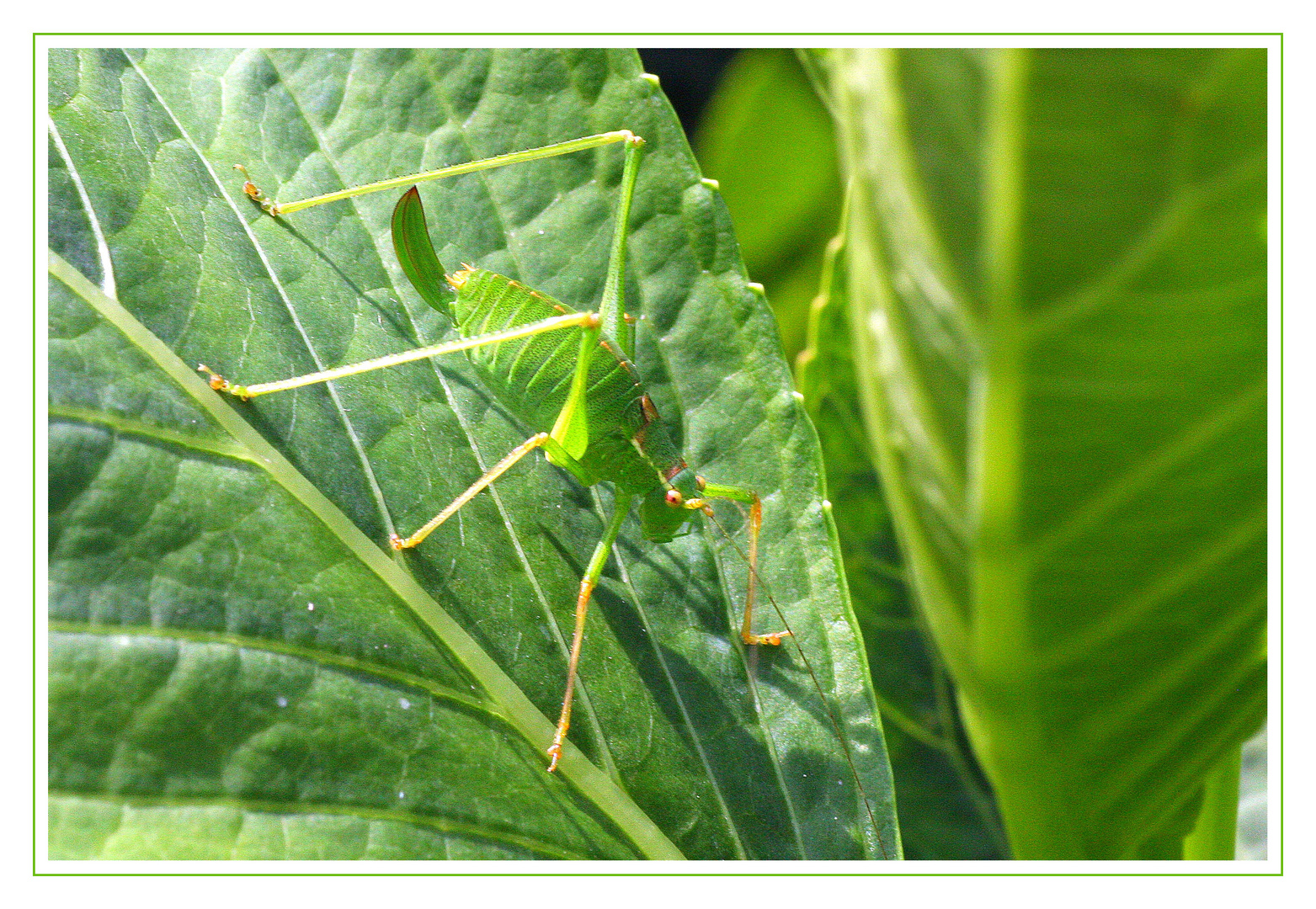 Green in Green