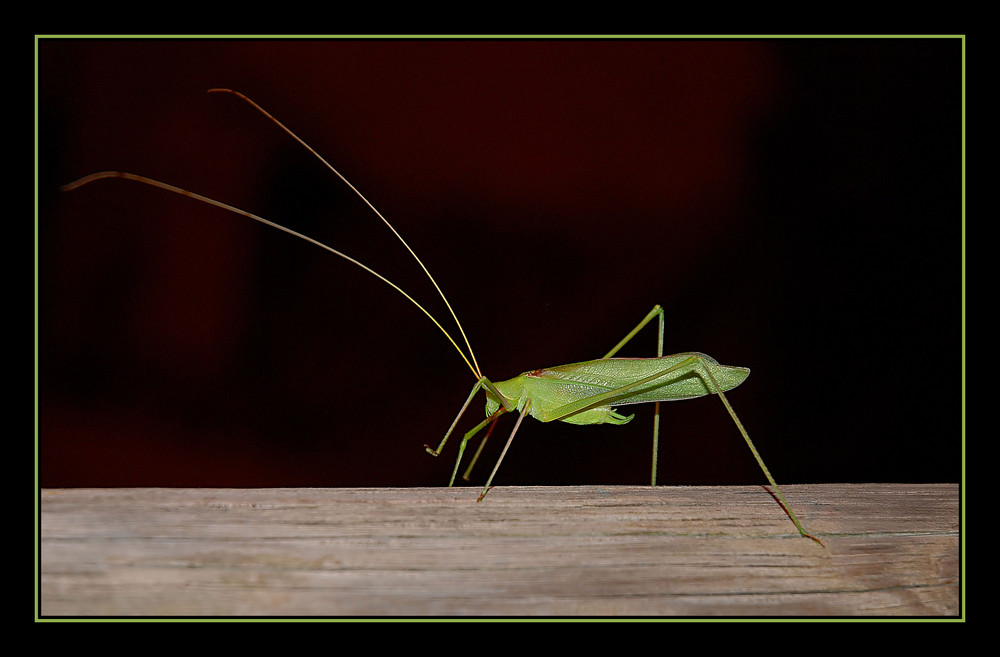 Green insect