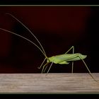 Green insect