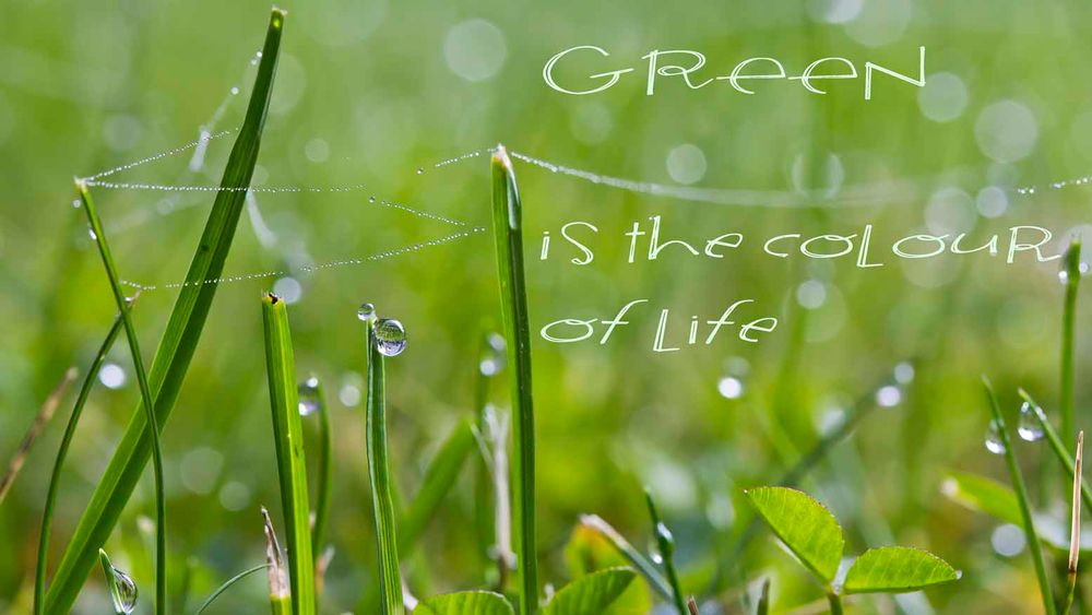 Green is the colour of life