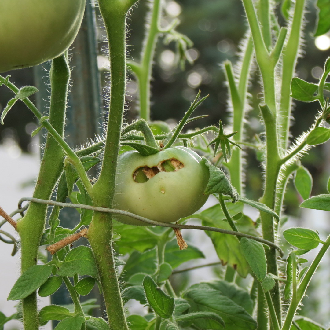 Green jack o'lantern