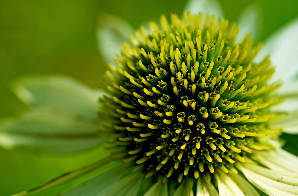 Green Jewel