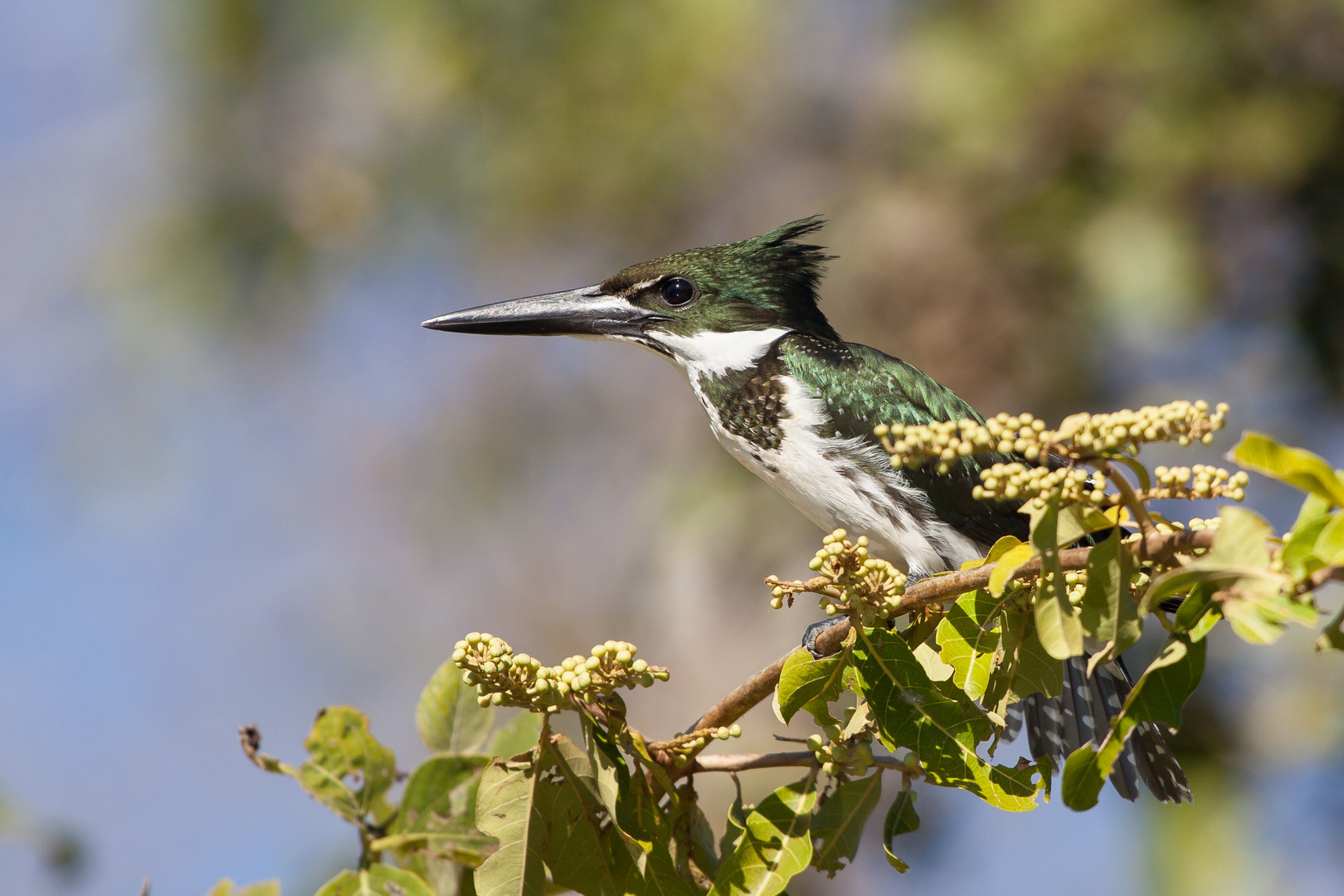 Green Kingfisher