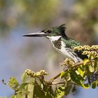 Green Kingfisher