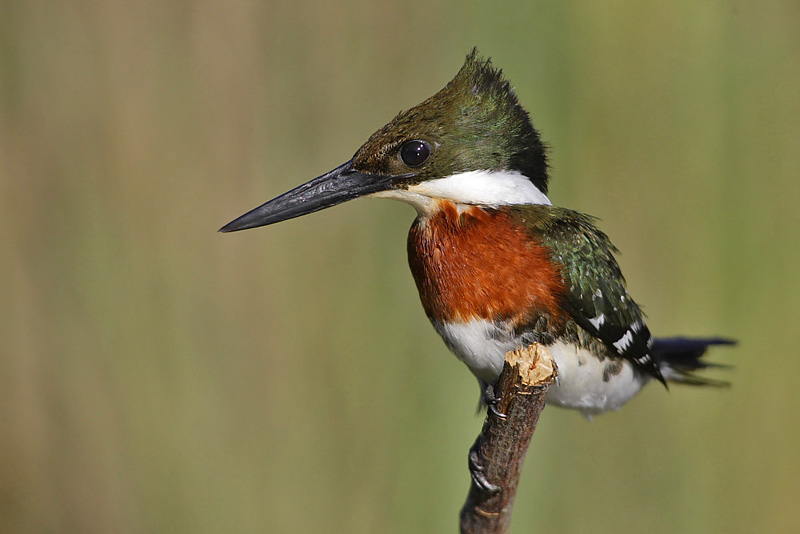 Green Kingfisher