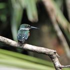 Green Kingfisher