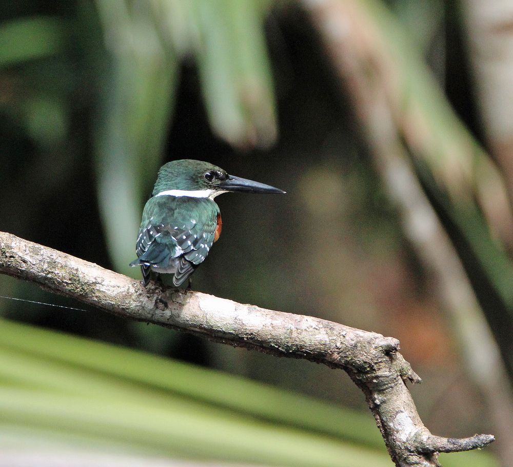 Green Kingfisher