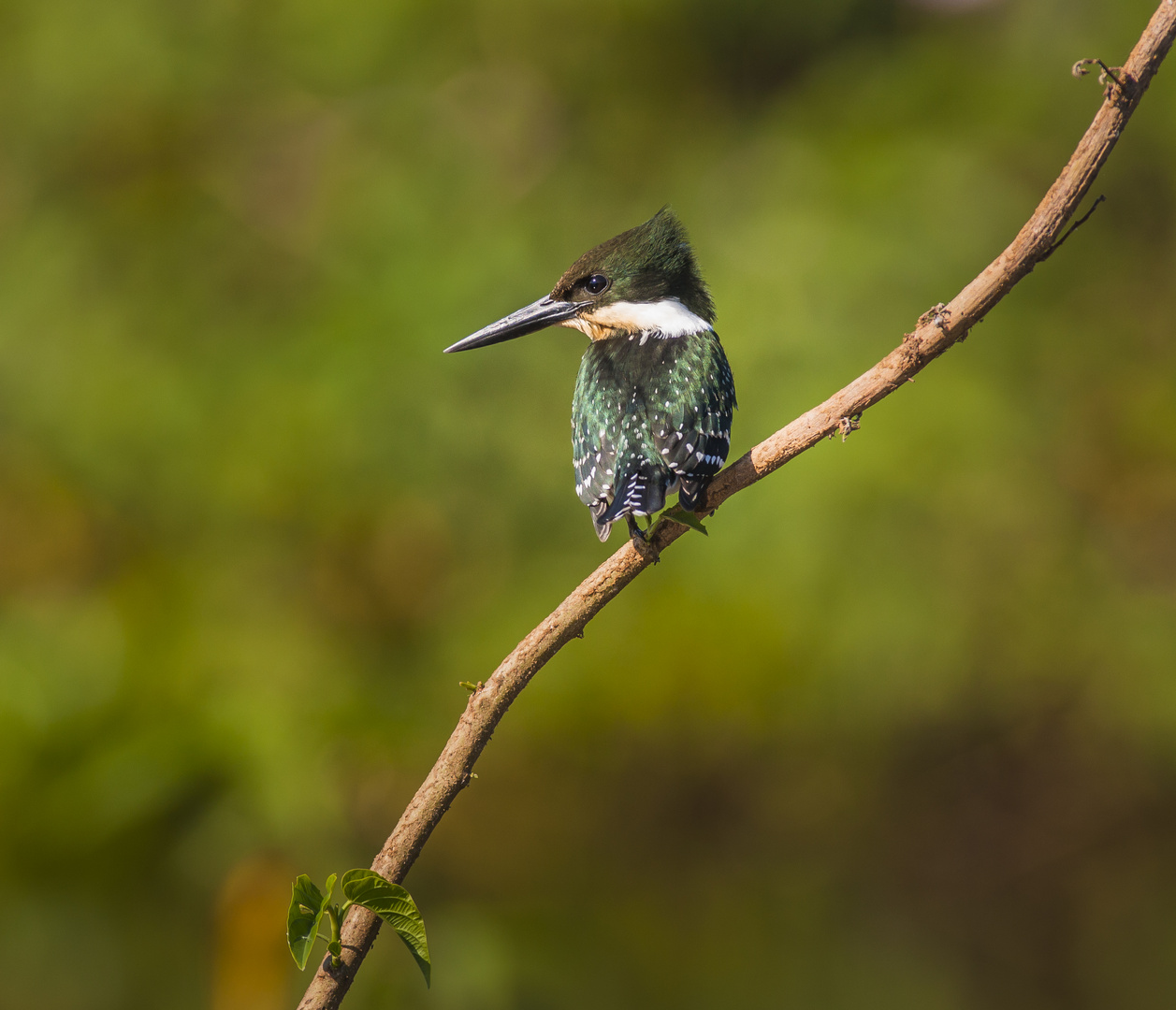 Green Kingfisher - I