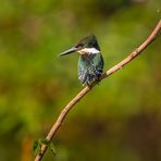 Green Kingfisher - I