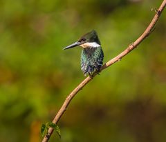 Green Kingfisher - I